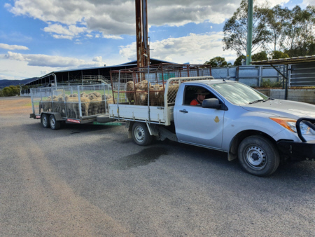 Sheep Transport